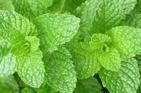 Southeast Spearmint  (sold by the ounce)